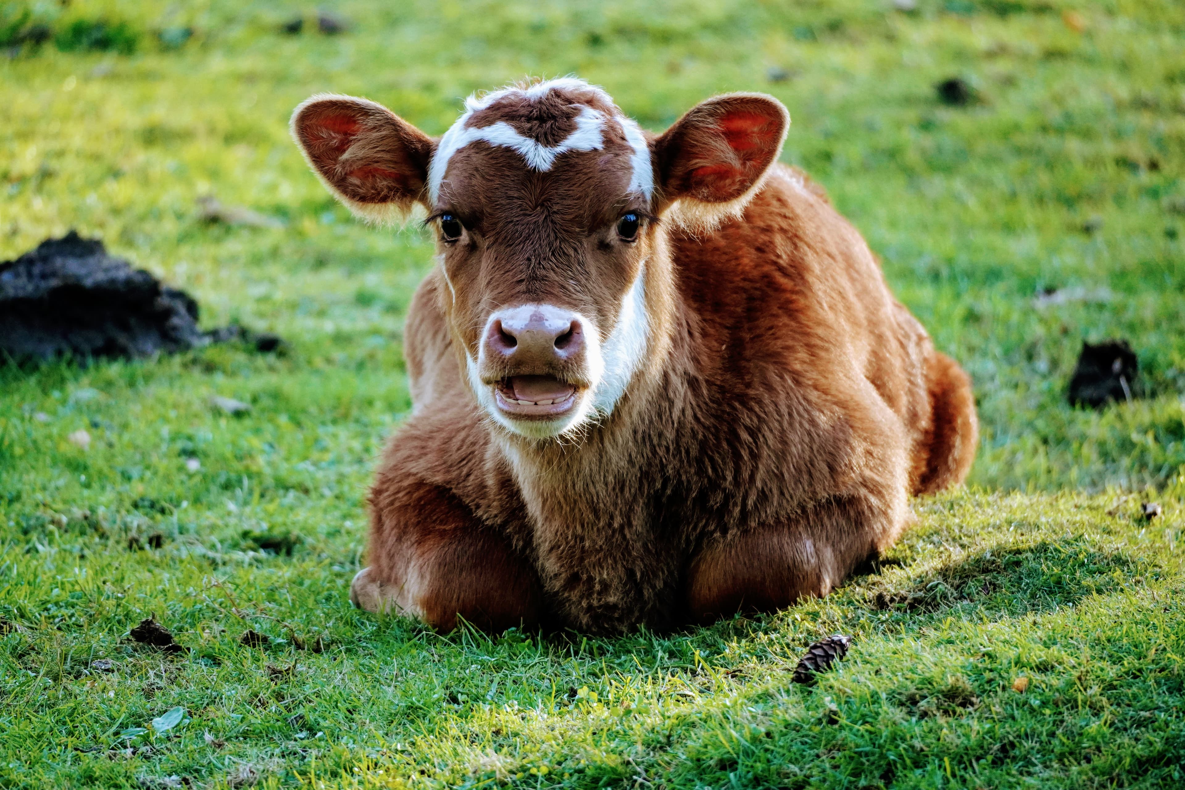 Baby cow